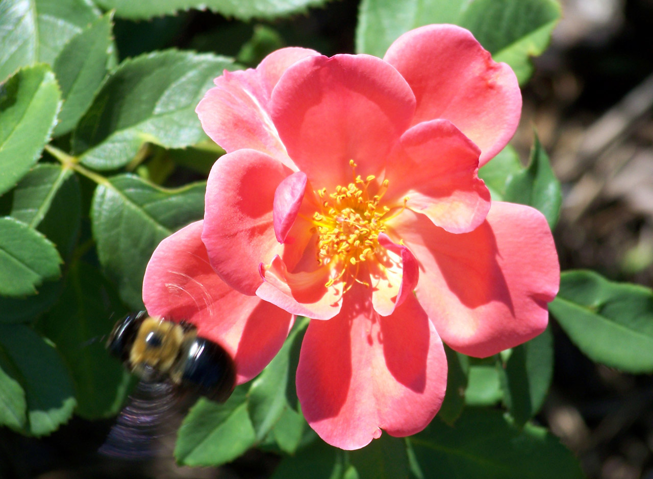 bumblebee rose pink free photo