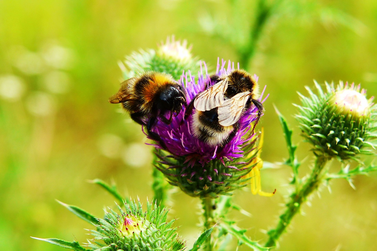 bumblebee gas  pszczołowate  insects free photo