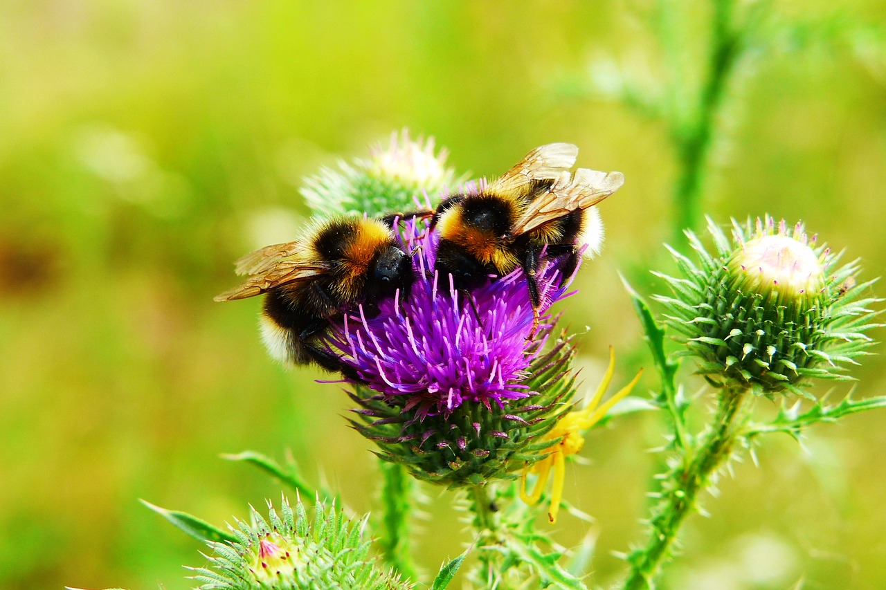 bumblebee gas  pszczołowate  insects free photo