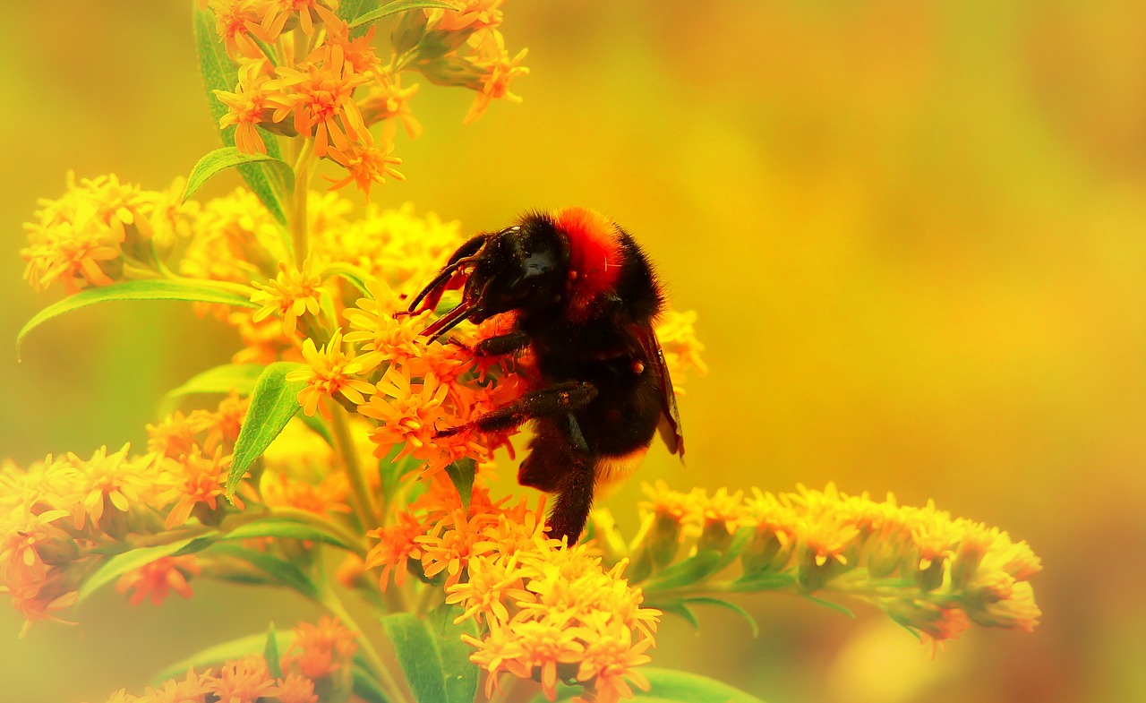 bumblebee gas  insect  pszczołowate free photo