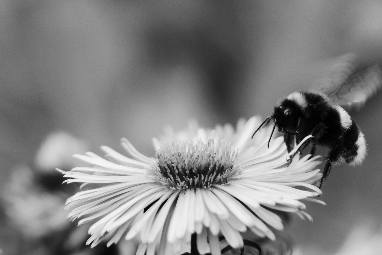 bumblebee gas  insect  fly free photo