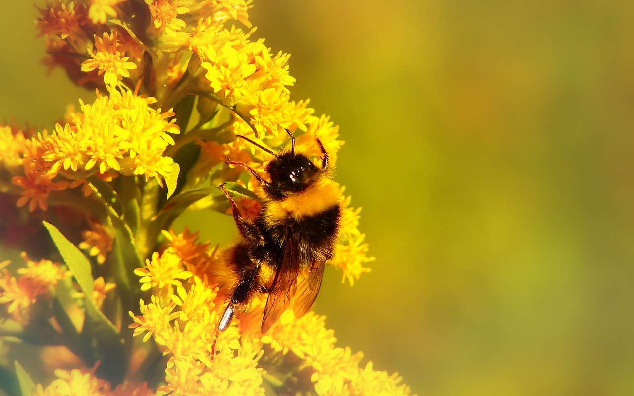 bumblebee gas  insect  flower free photo