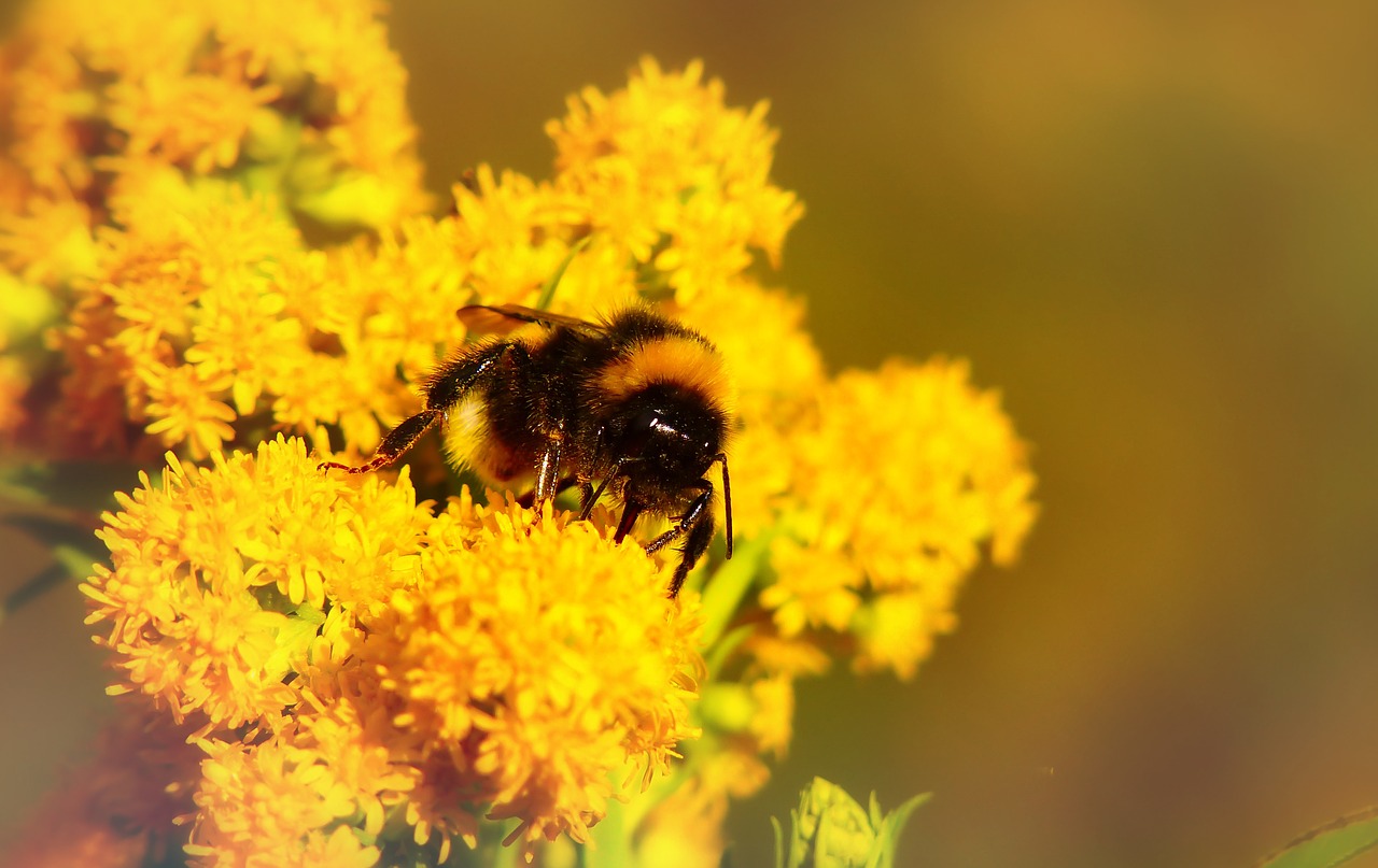 bumblebee gas  insect  pszczołowate free photo