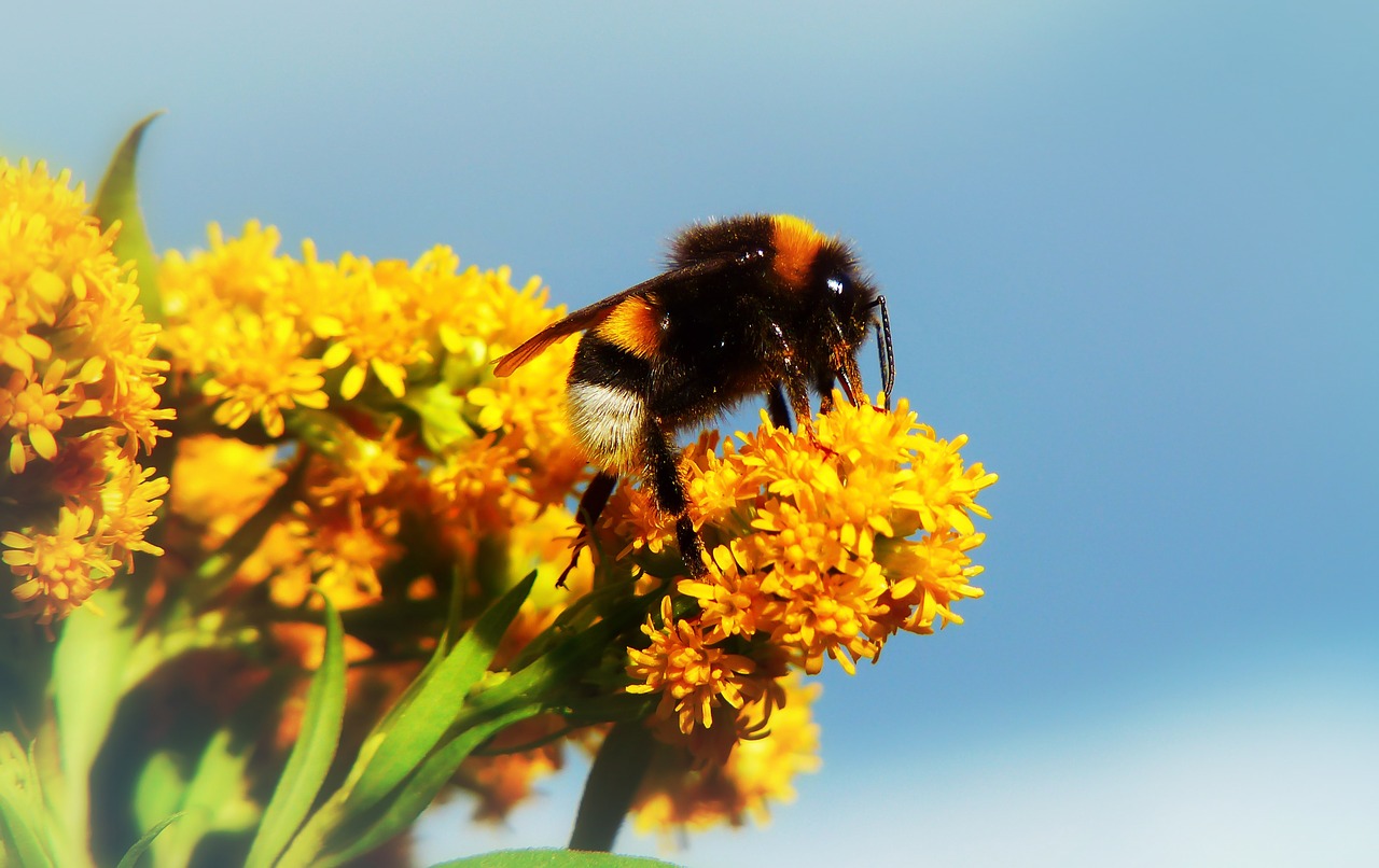 bumblebee gas  insect  pszczołowate free photo