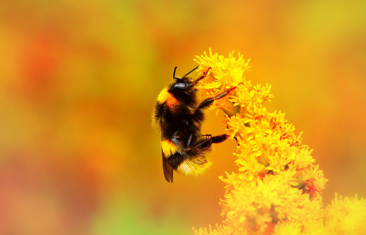 bumblebee gas  insect  pszczołowate free photo