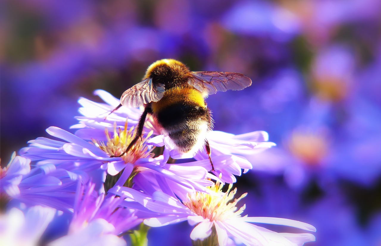 bumblebee gas  insect  flower free photo