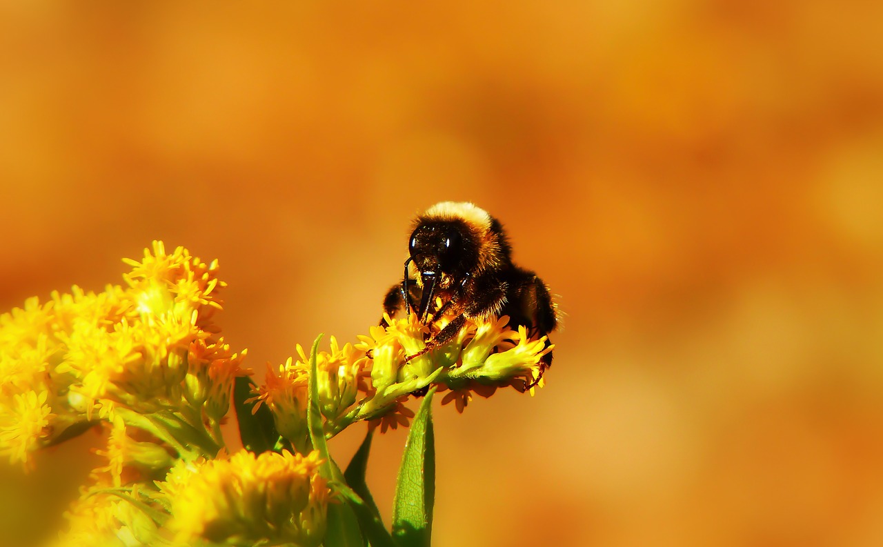 bumblebee gas  pszczołowate  flower free photo