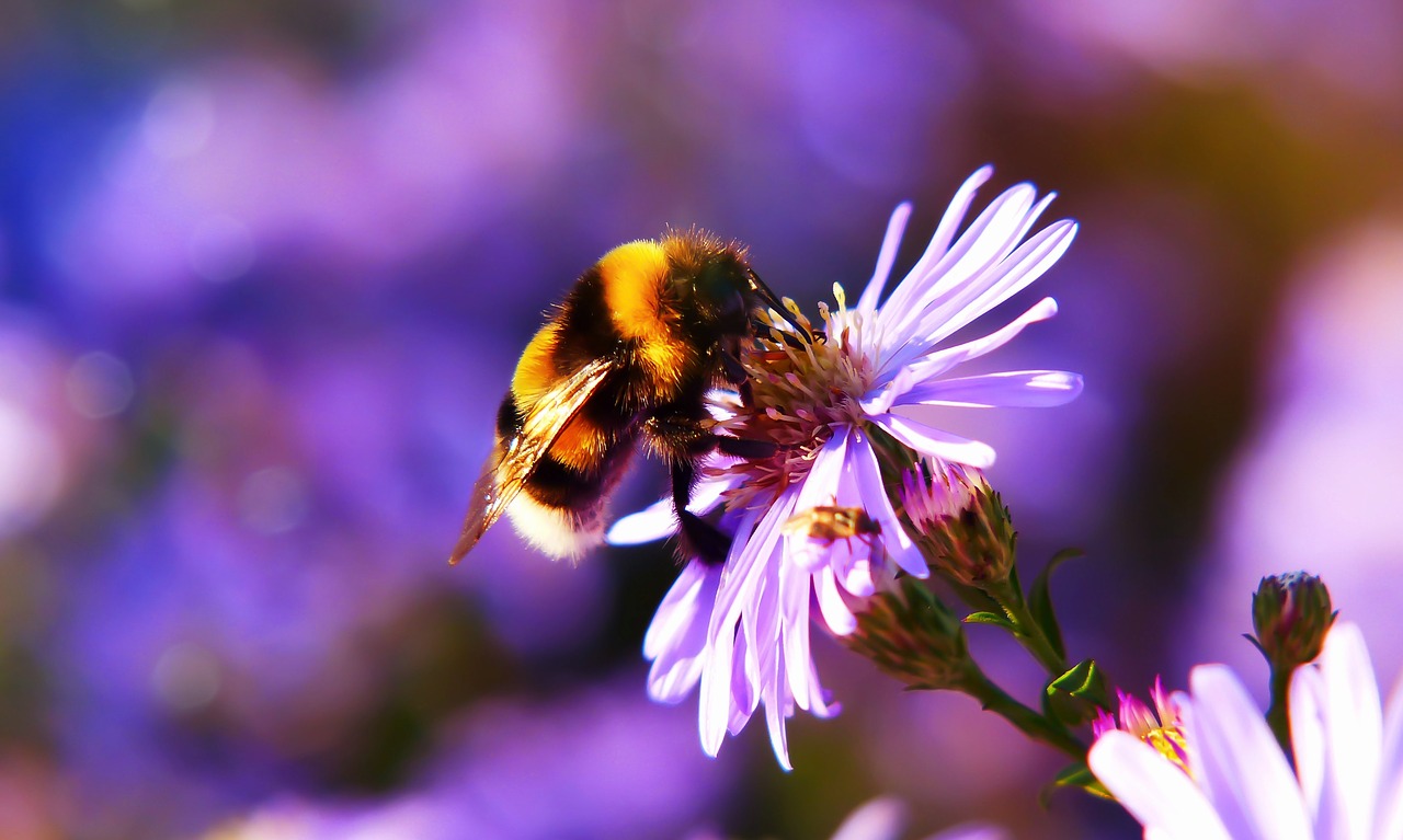 bumblebee gas  pszczołowate  apiformes free photo