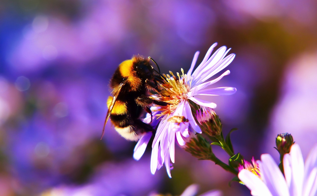 bumblebee gas  pszczołowate  apiformes free photo