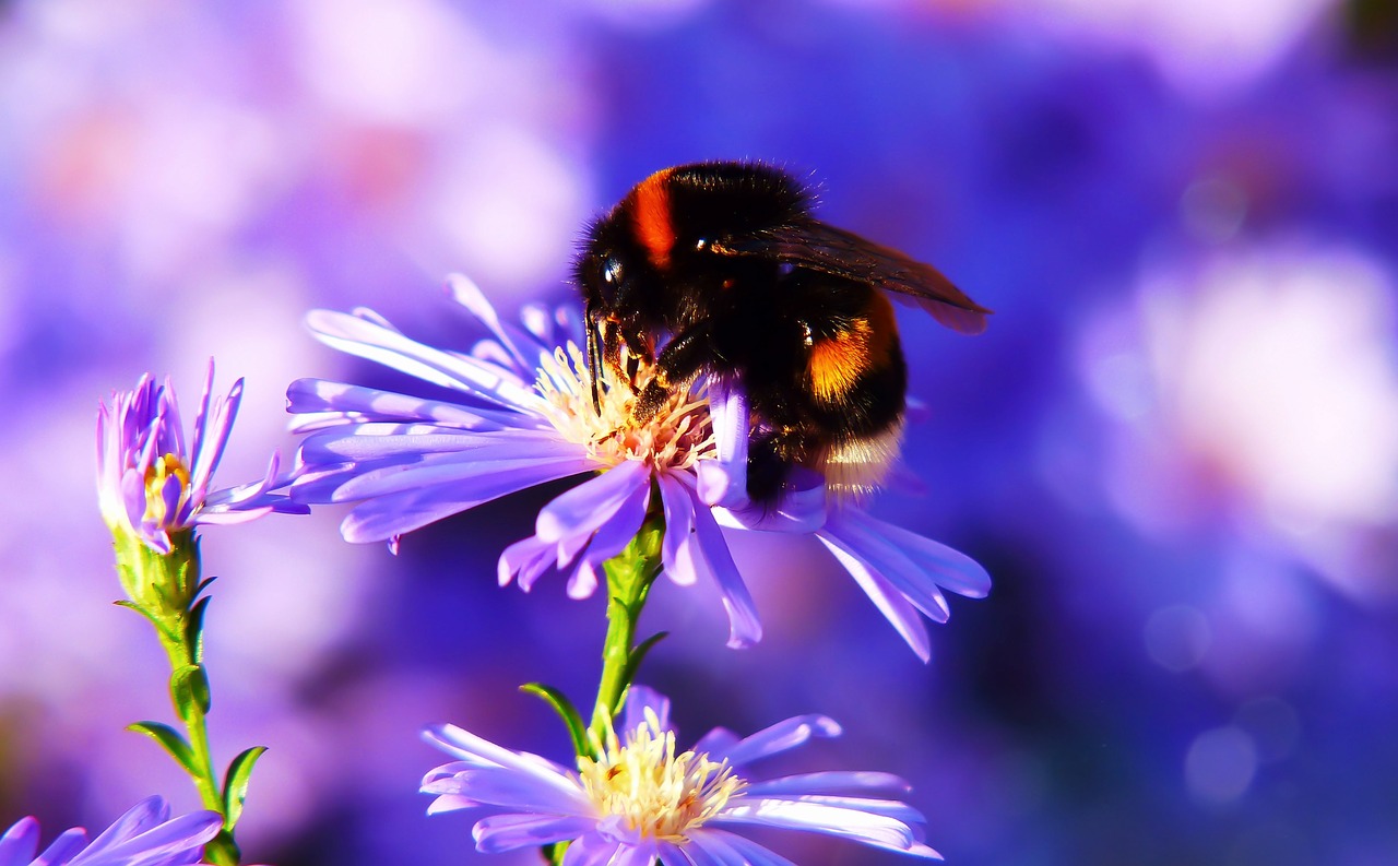 bumblebee gas  pszczołowate  apiformes free photo