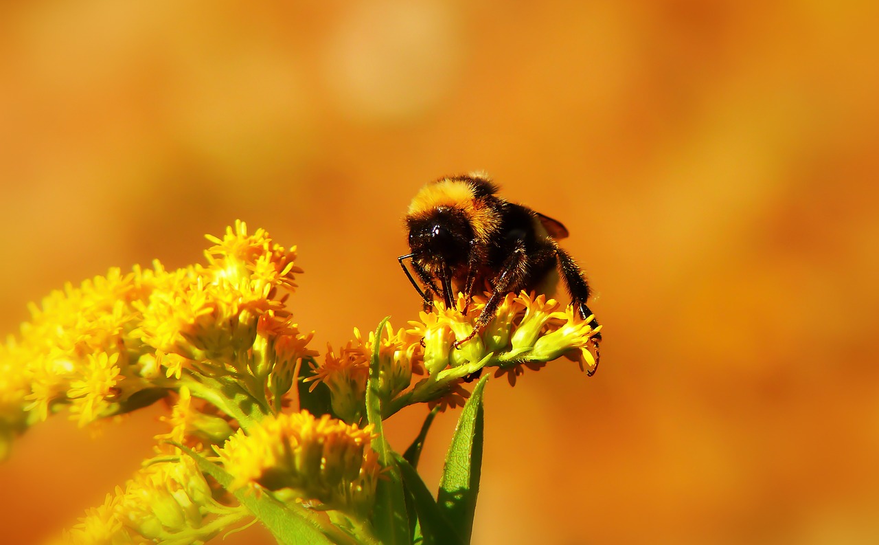 bumblebee gas  insect  pszczołowate free photo