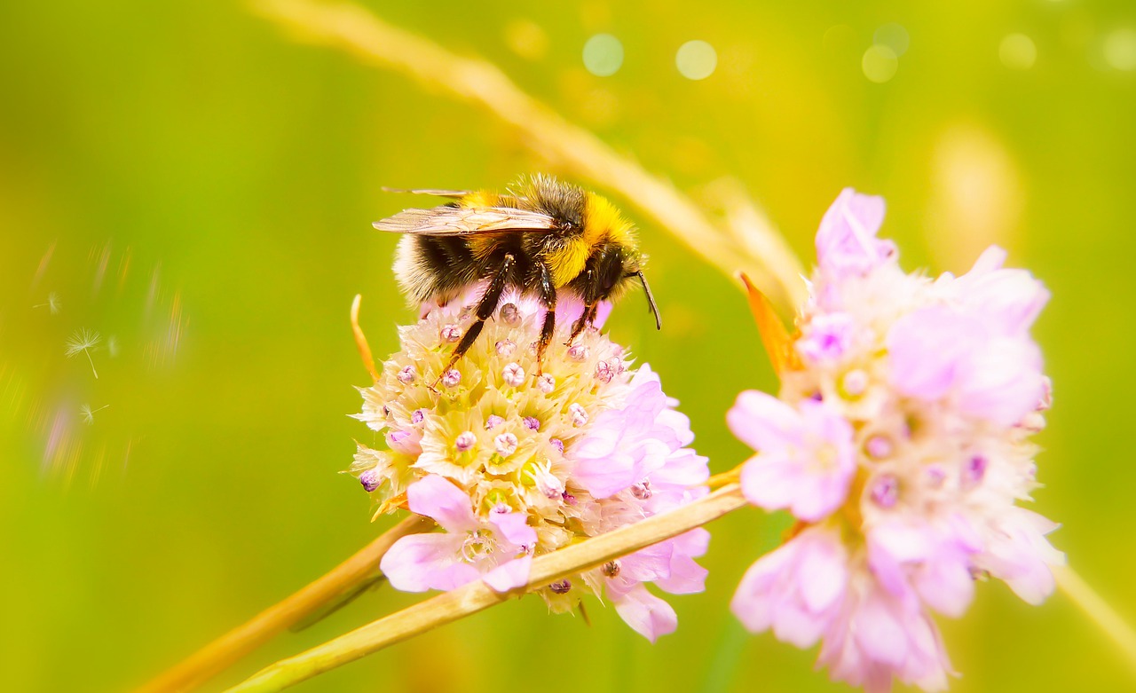 bumblebee gas  tom  insect free photo