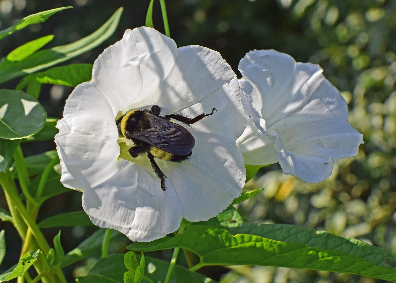 bumblebee in morning glory insect pollinator free photo