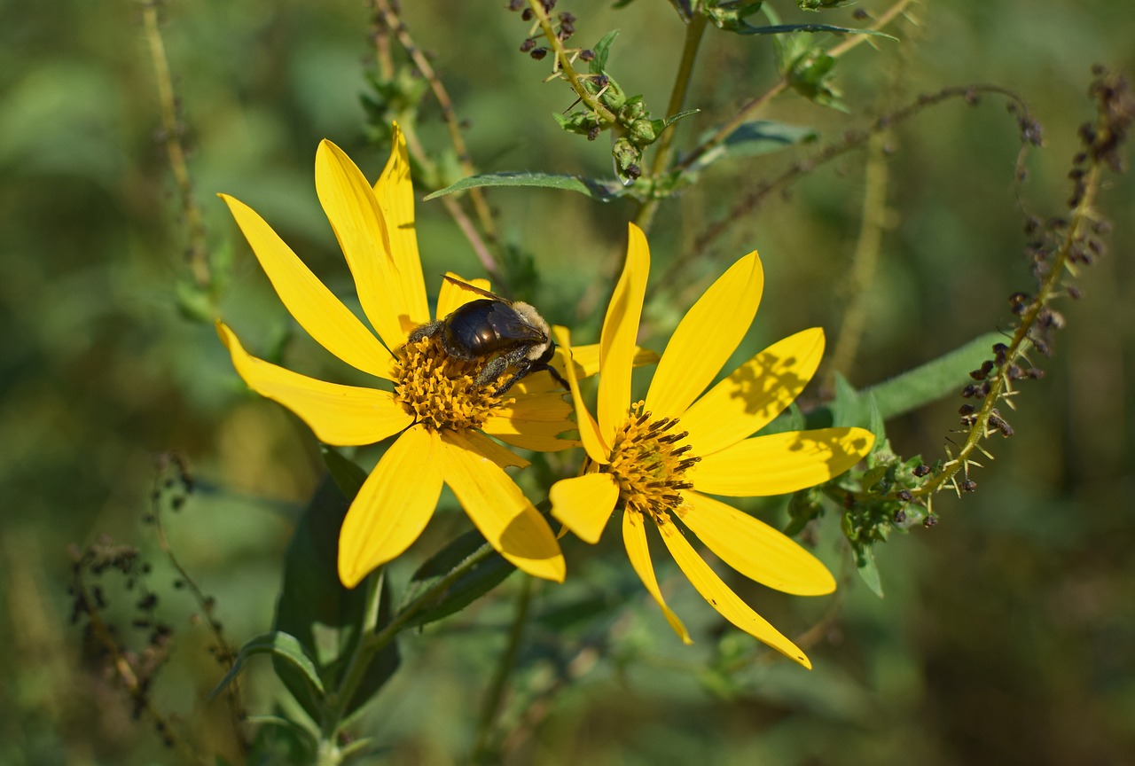 bumblebee in wild sunflower bee insect free photo