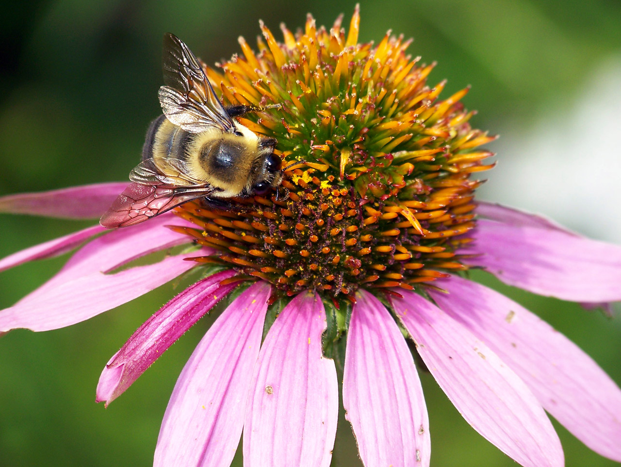 bumblebee pink coneflower free photo