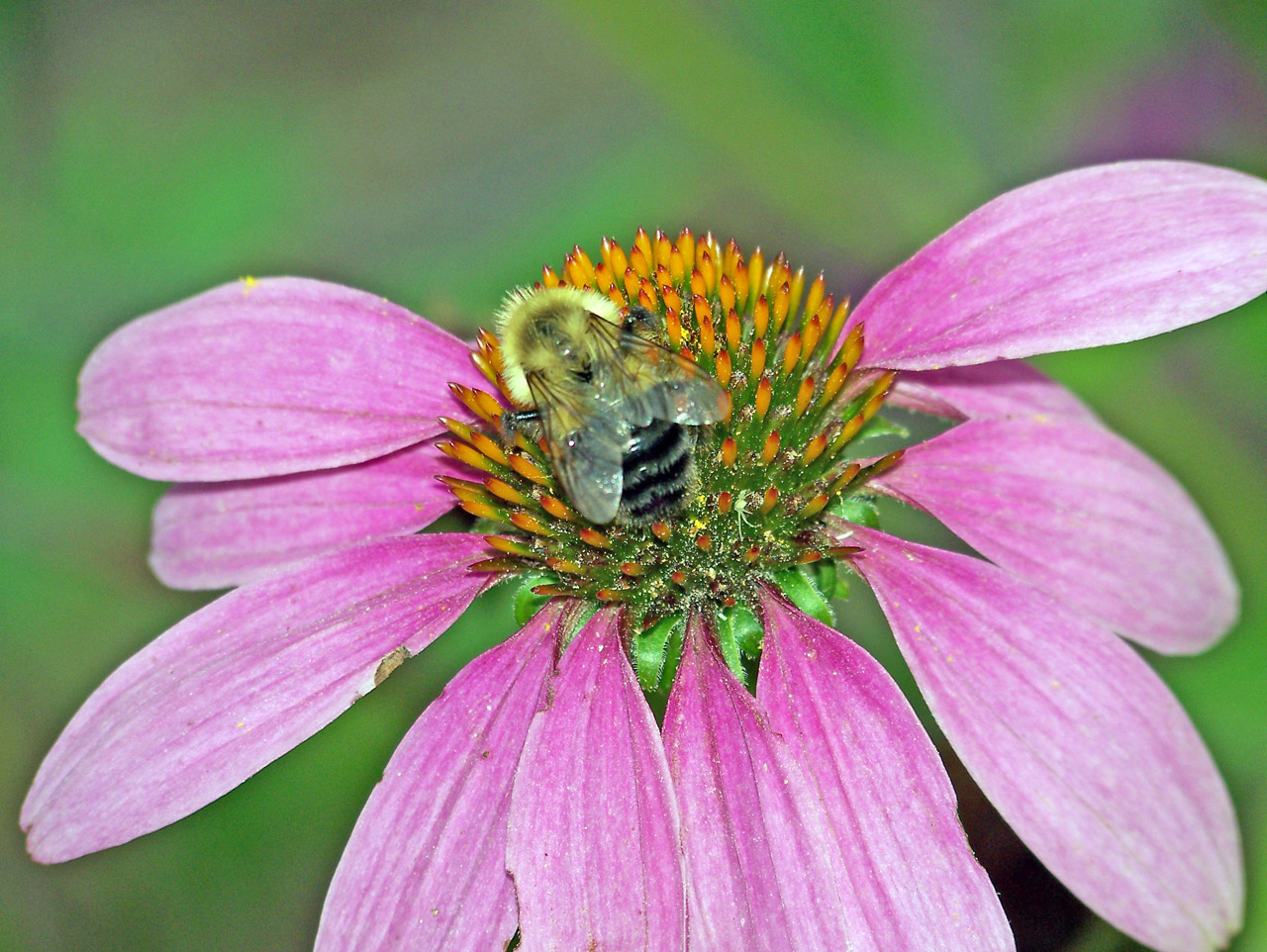 bumblebee pink coneflower free photo