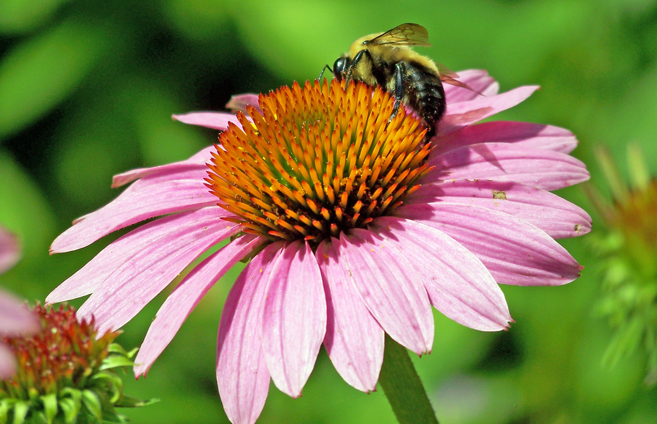 bumblebee pink coneflower free photo