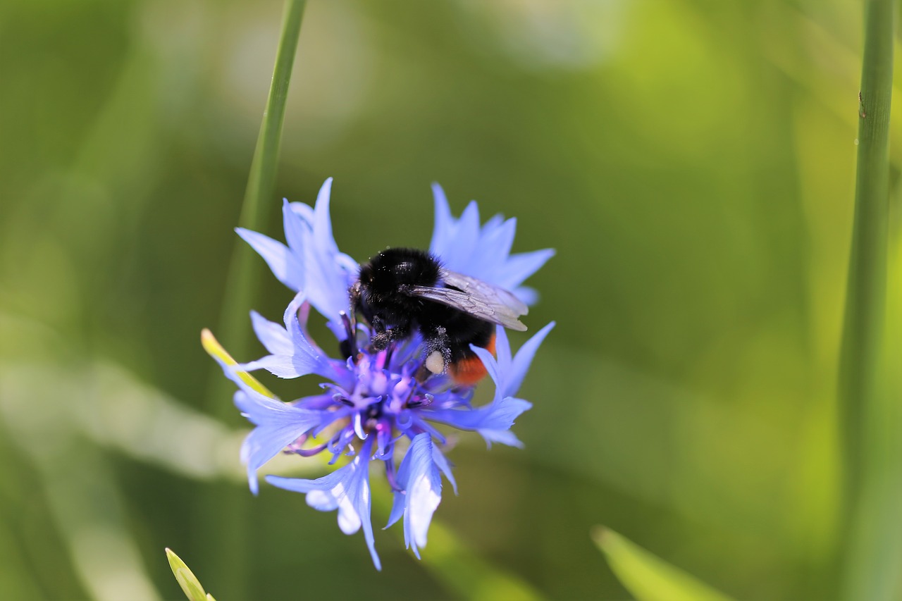 bumblebee on cornflower  centaurea cyanus  blue free photo