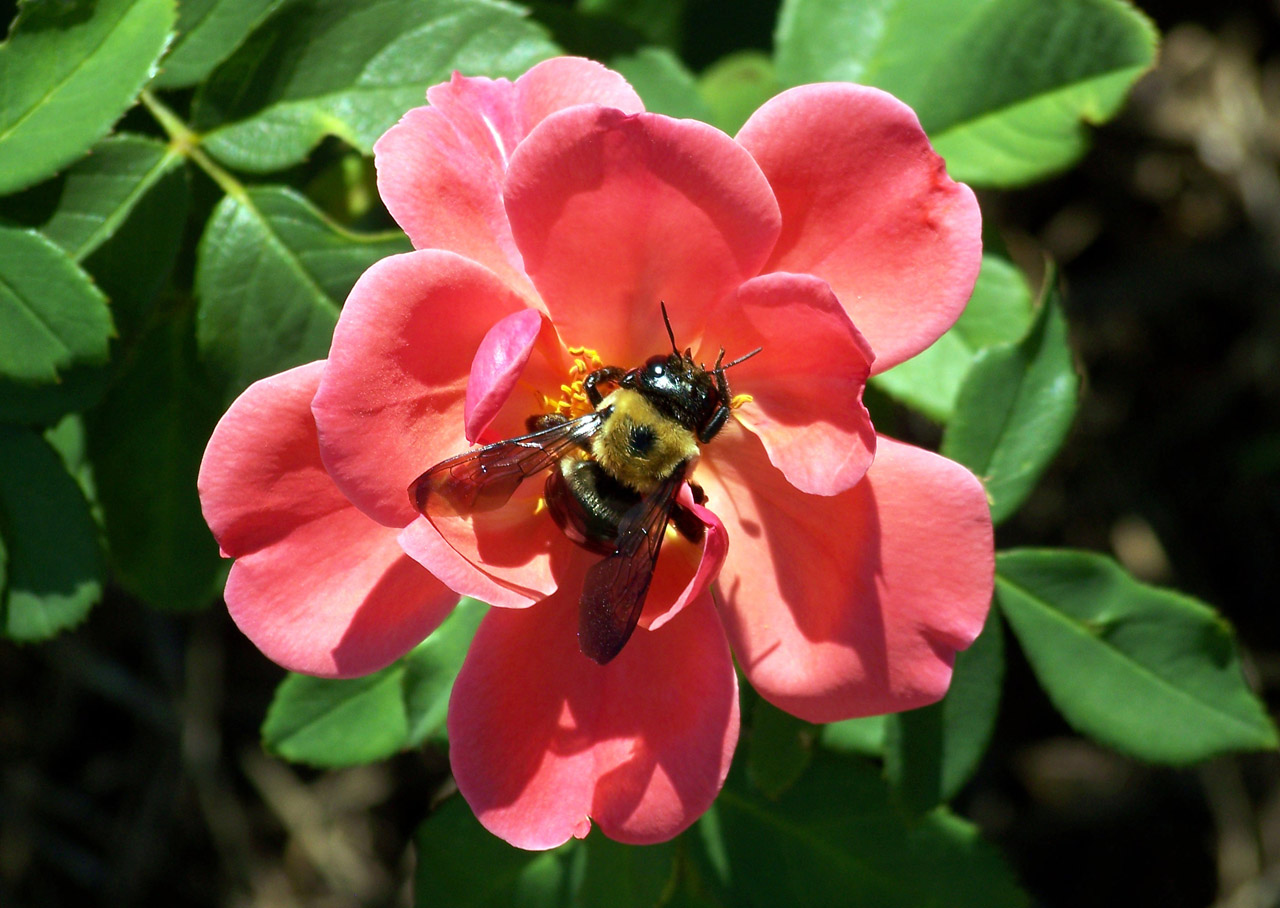 bumblebee bee pink free photo