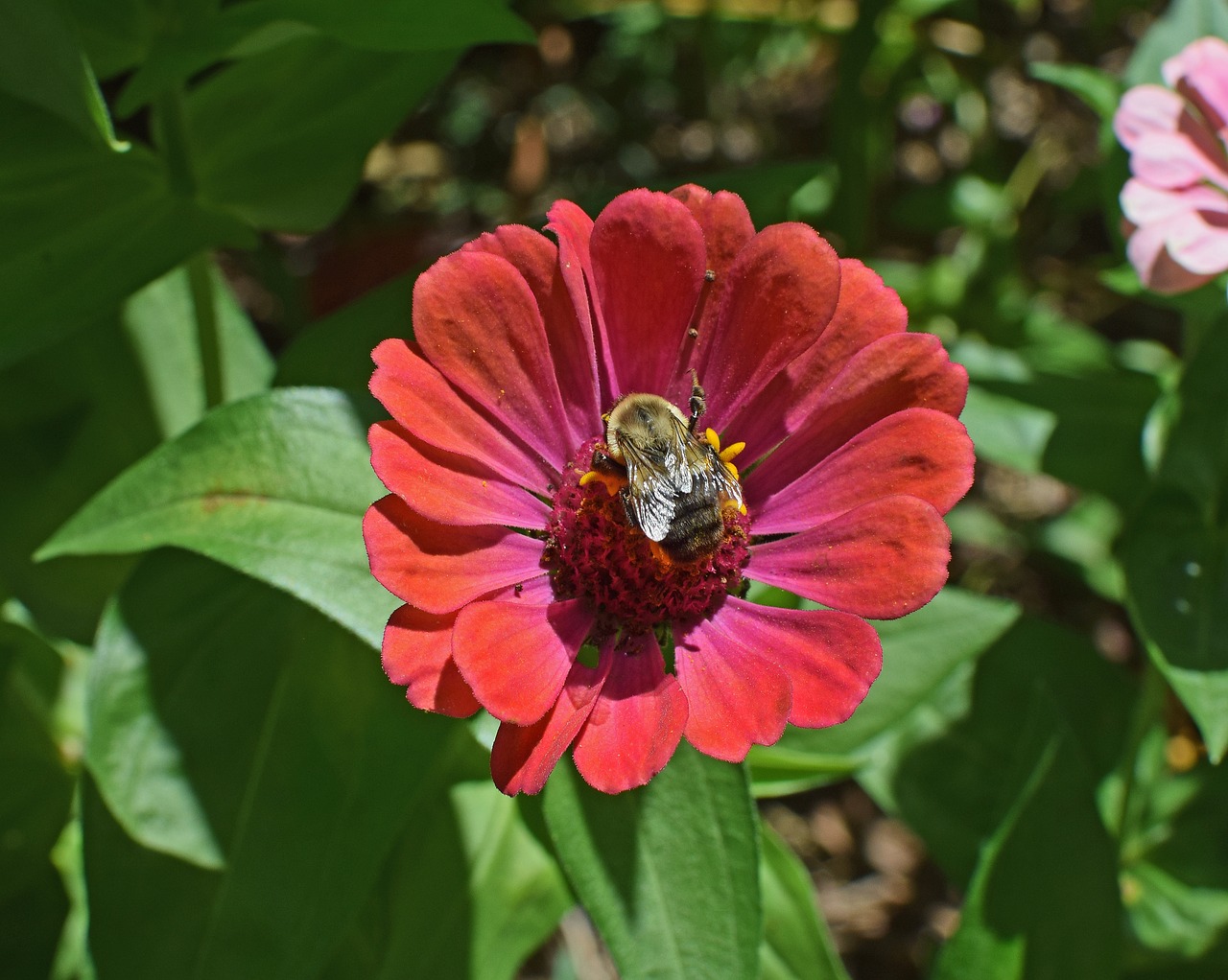 bumblebee on zinnia butterfly insect free photo