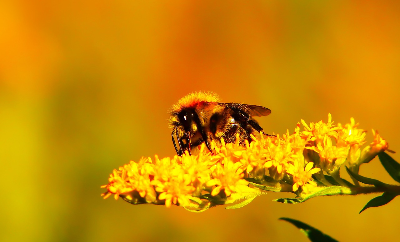 bumblebee ore  pszczołowate  flower free photo