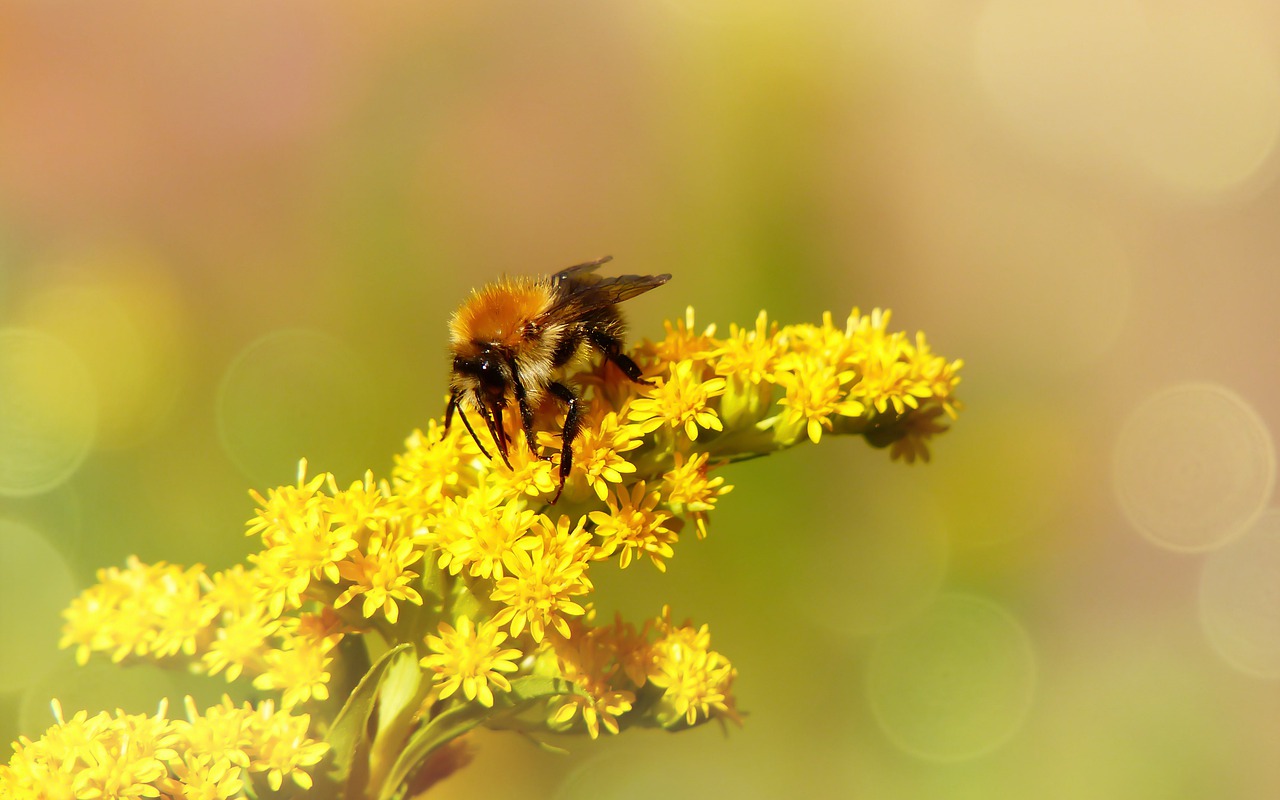 bumblebee ore  pszczołowate  flower free photo