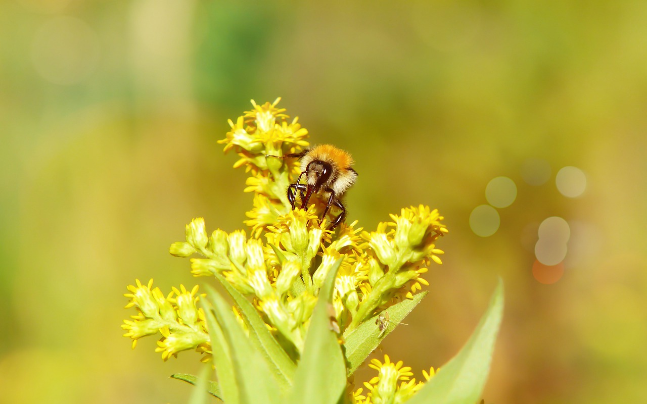 bumblebee ore  pszczołowate  apiformes free photo