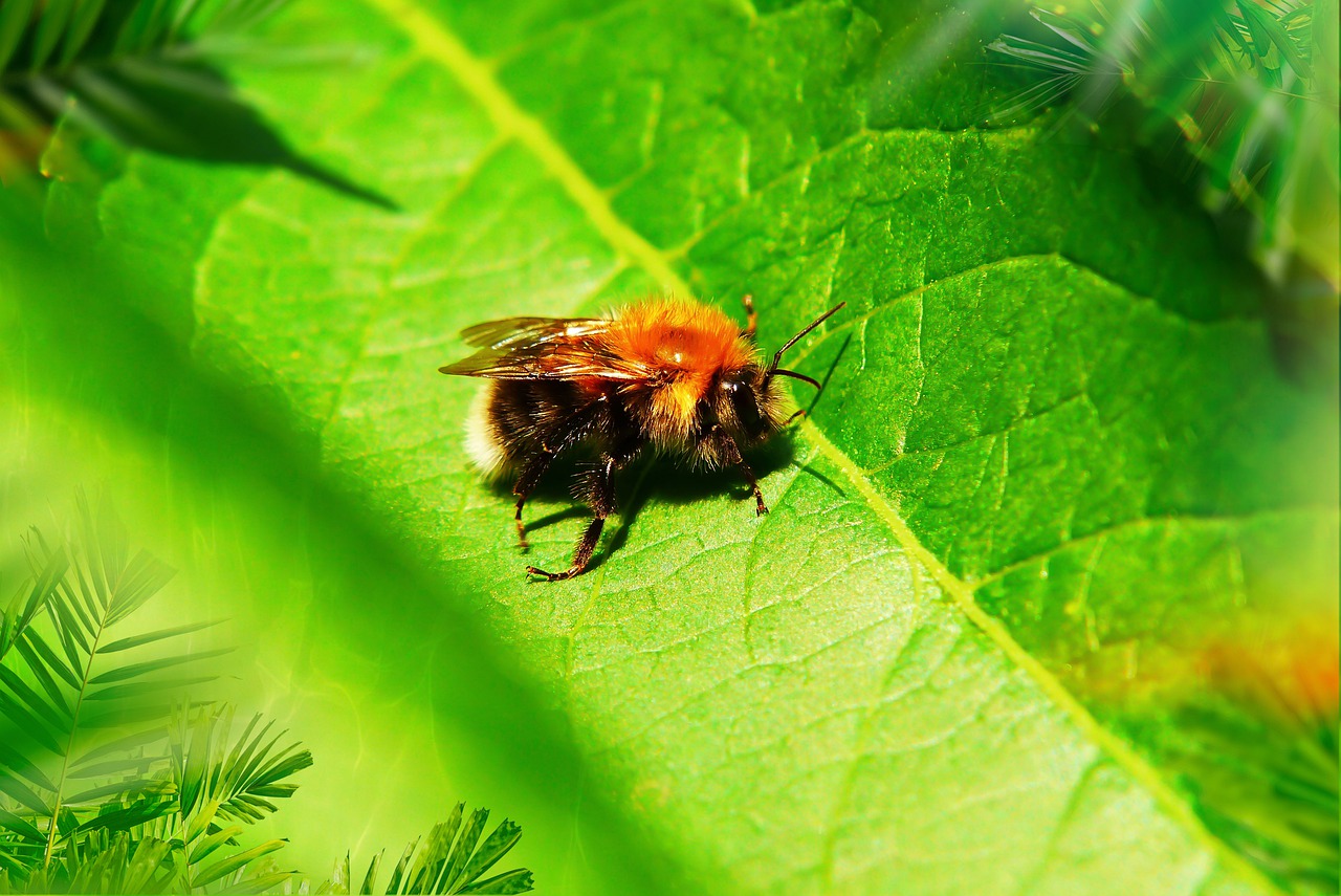 bumblebee ore  pszczołowate  insect free photo