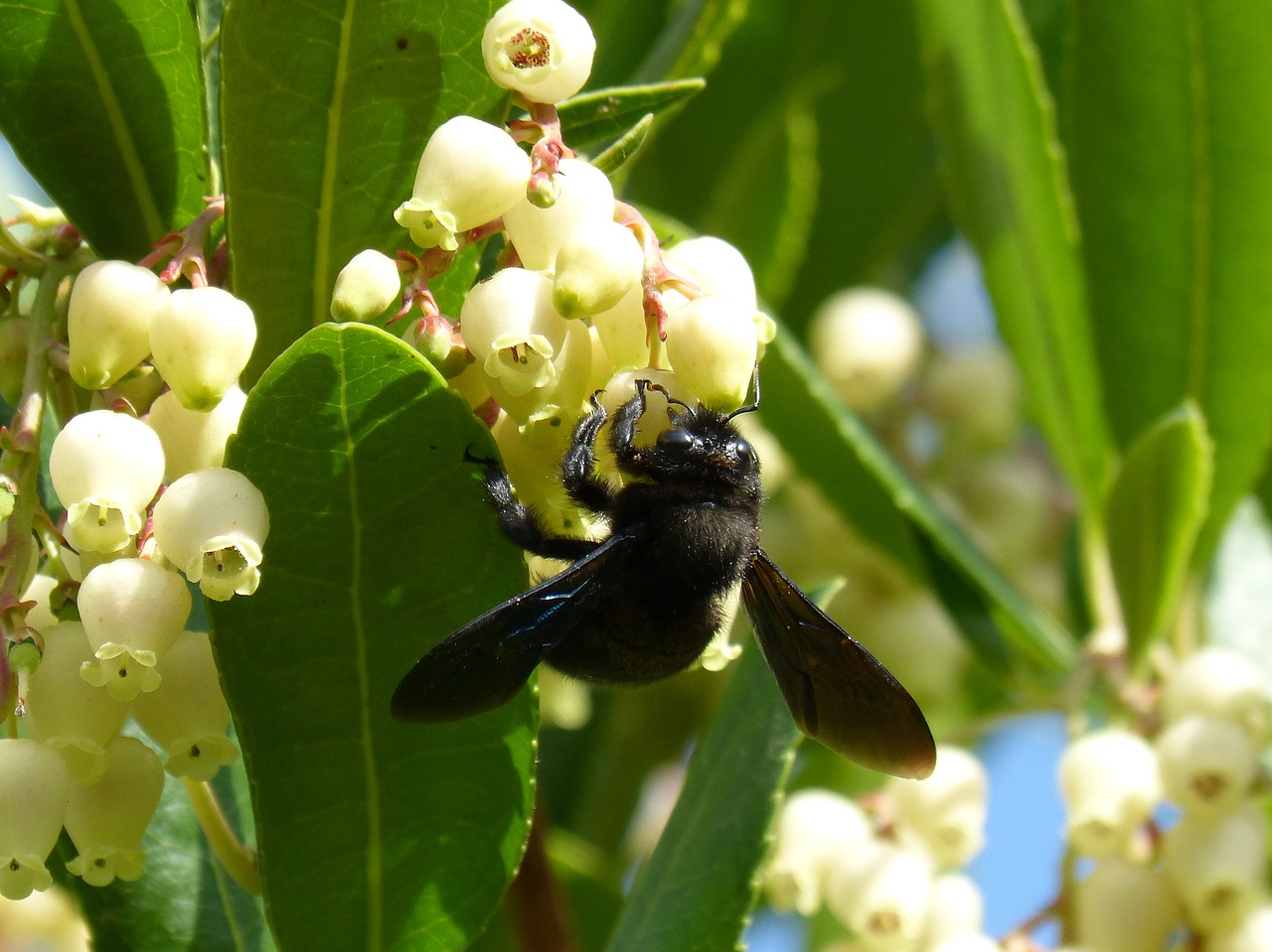 bumblebee wood xylocopa violacea libar free photo