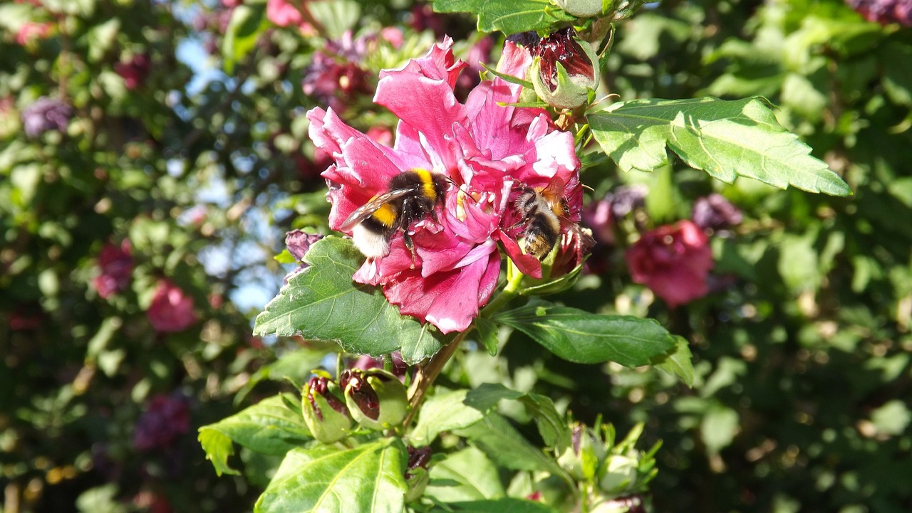 bumblebees mallow insect free photo
