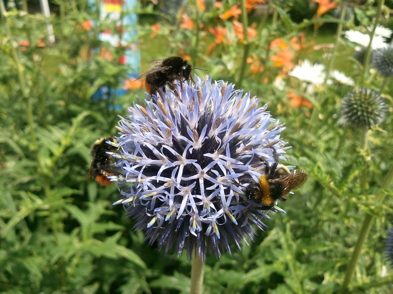 bumblebees thistle flower free photo