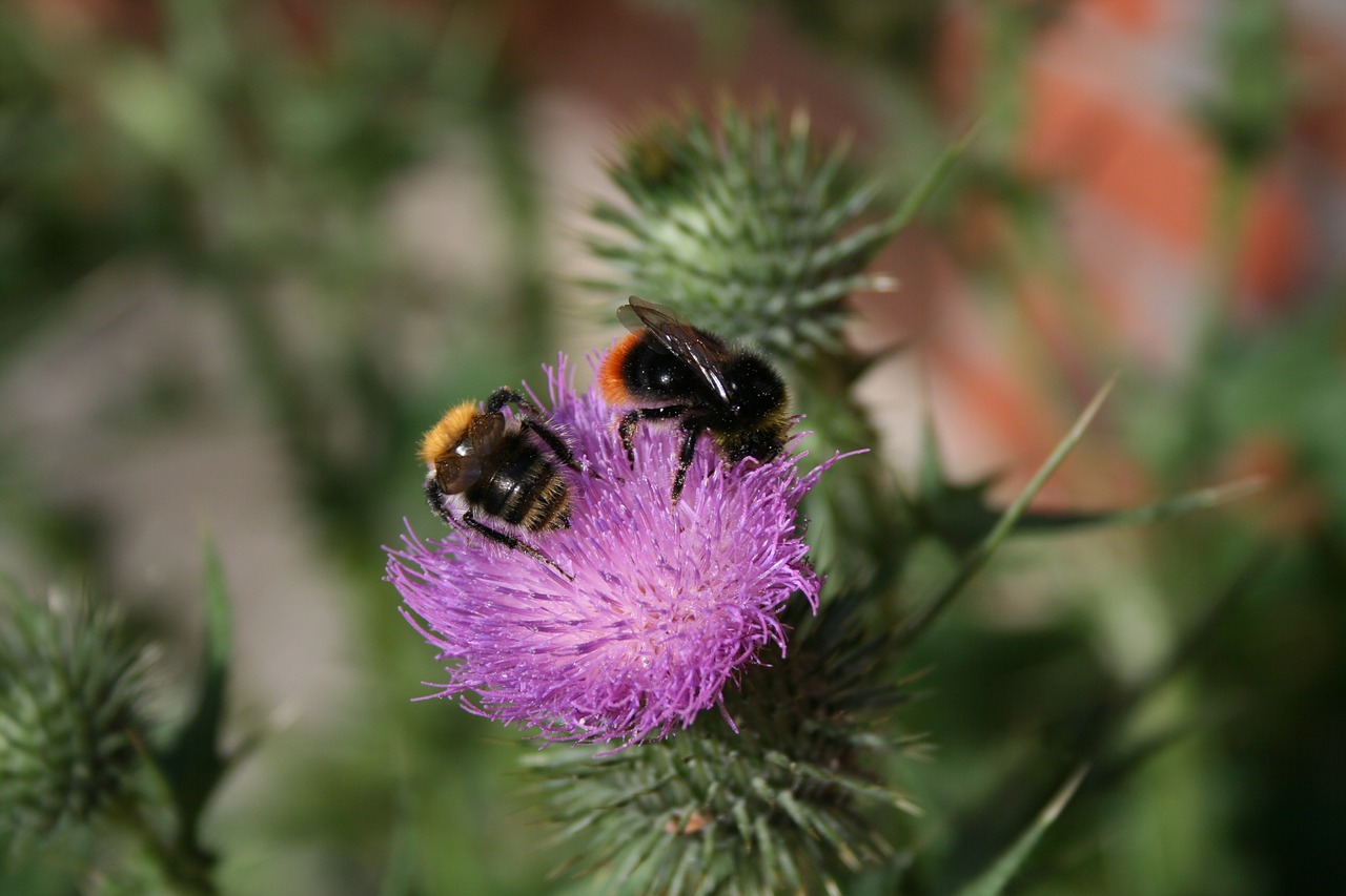bumblebees thistle spur free photo