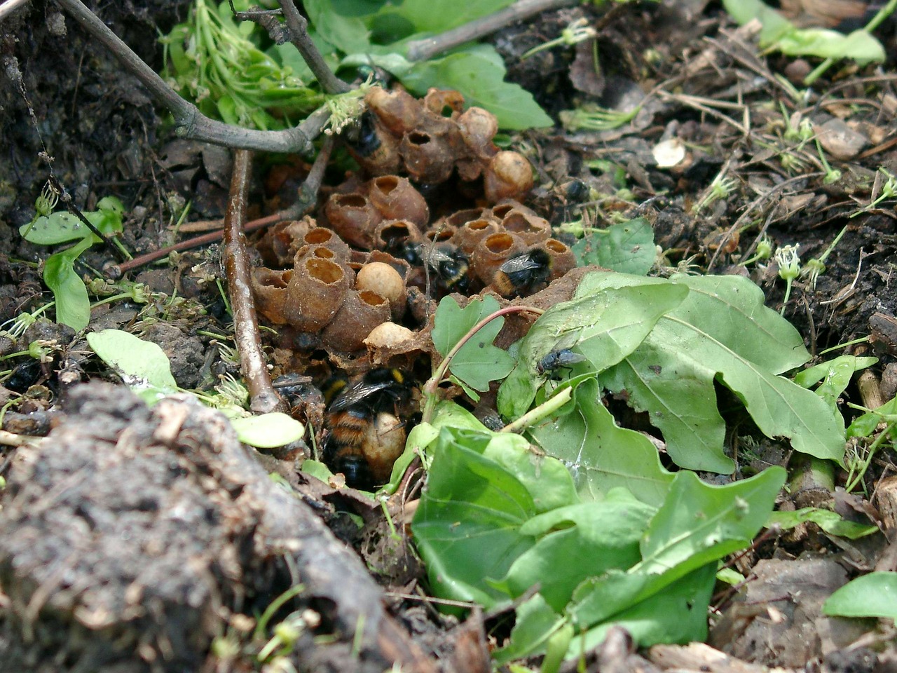 bumblebees nest insect free photo