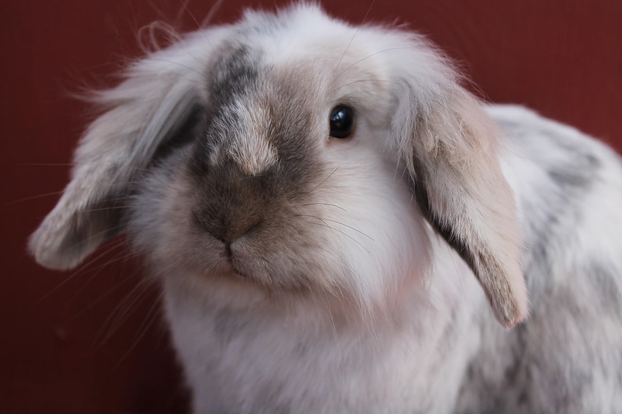 bun rabbit cute free photo