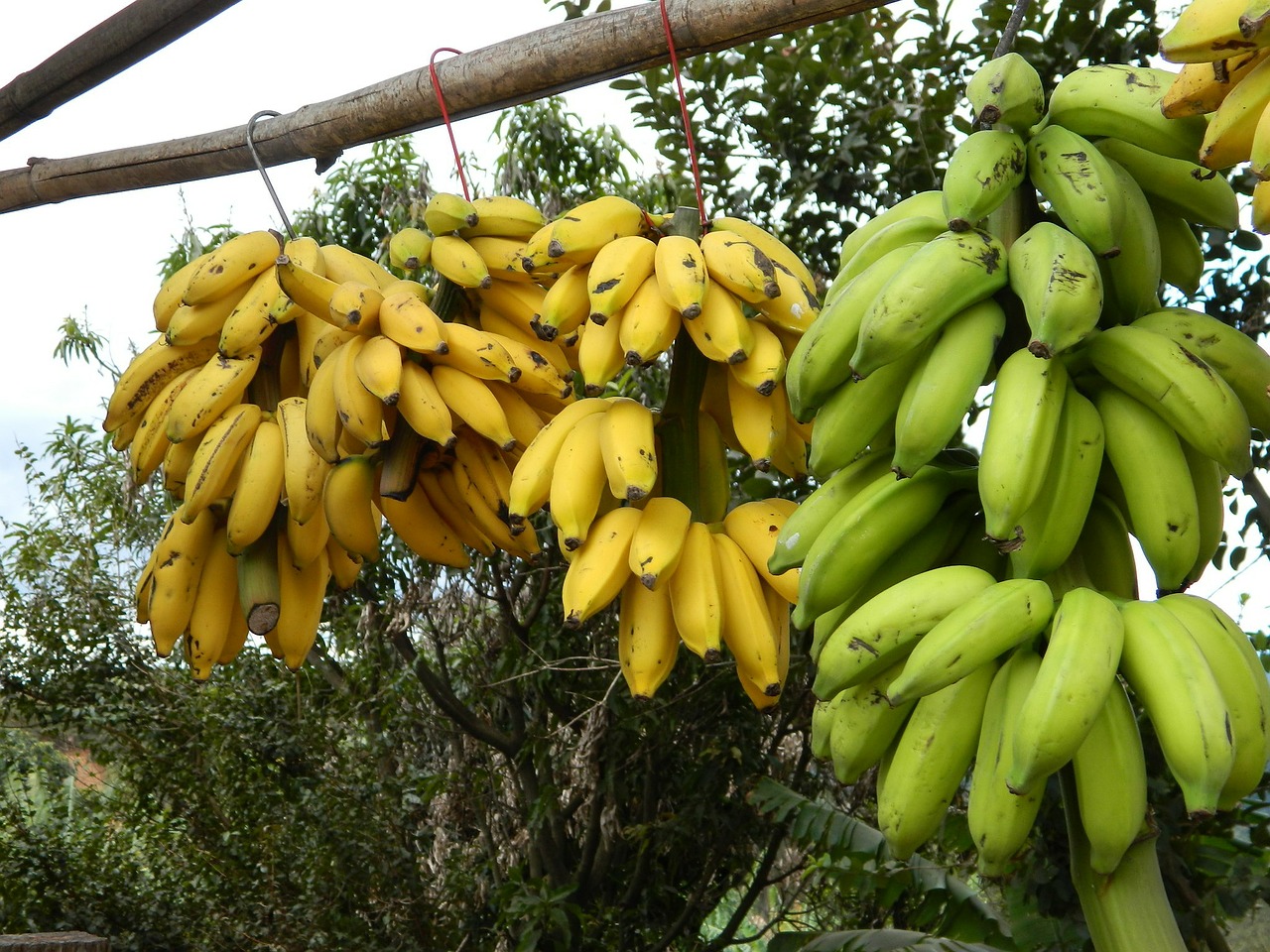 bunch of bananas banana trade on the road free photo