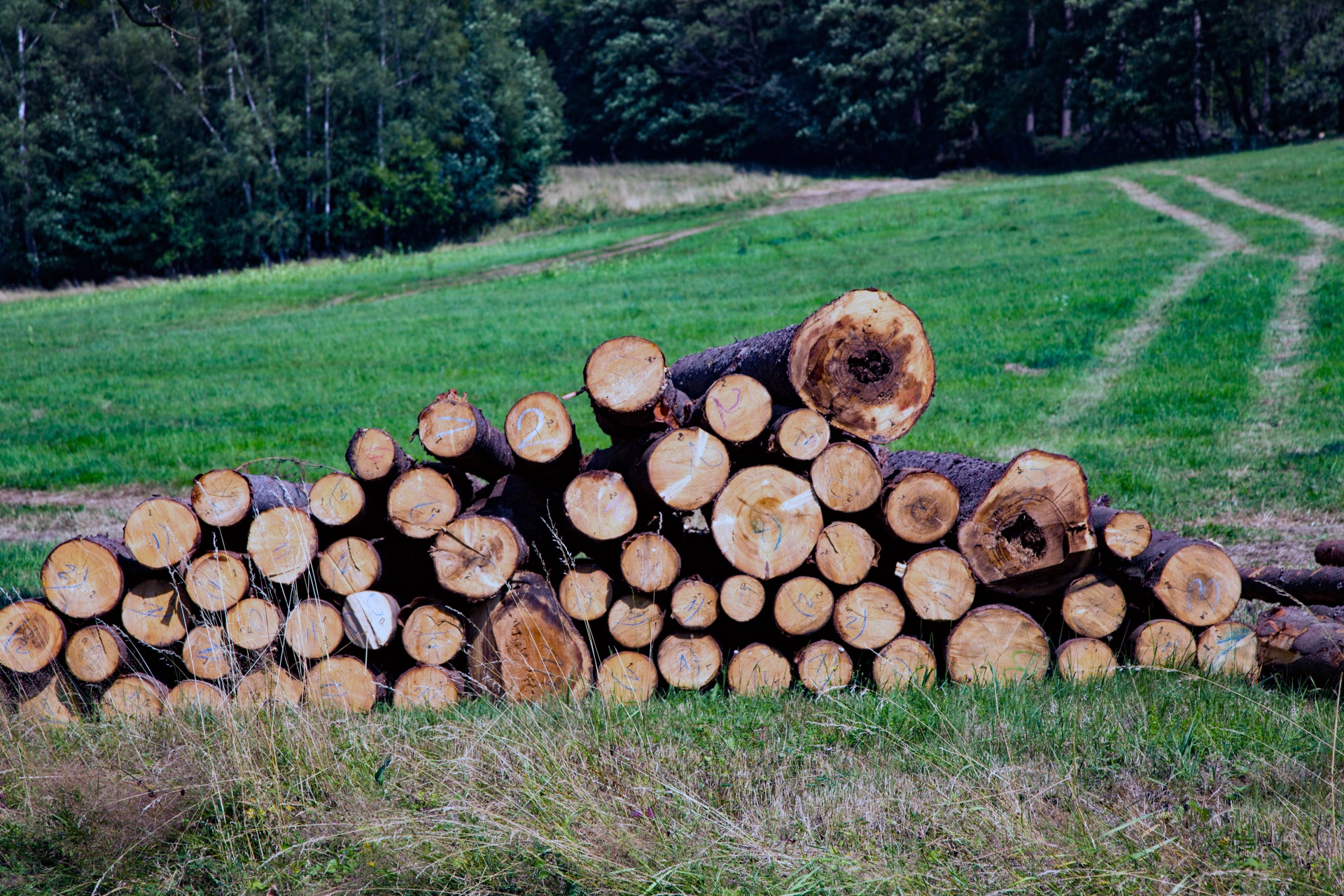 tree cut stacked free photo