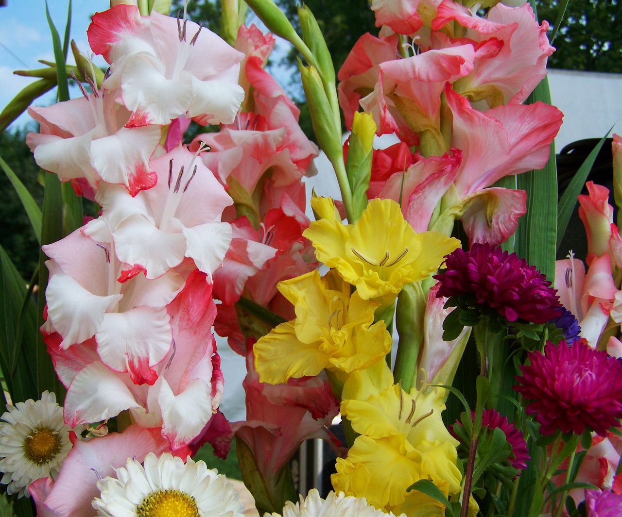 bunch of flowers gladiolus cut flower free photo