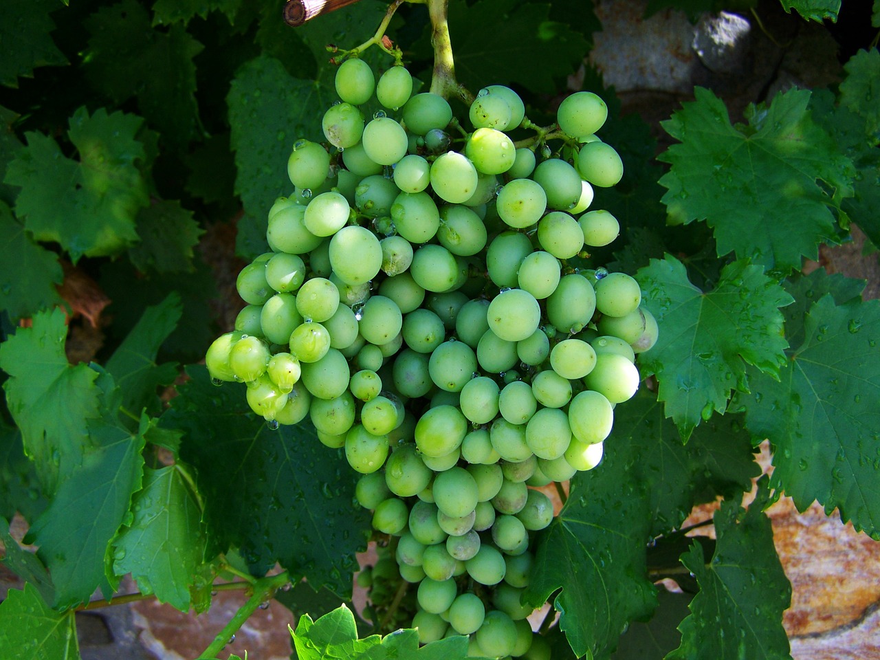 bunch of grapes green immature free photo