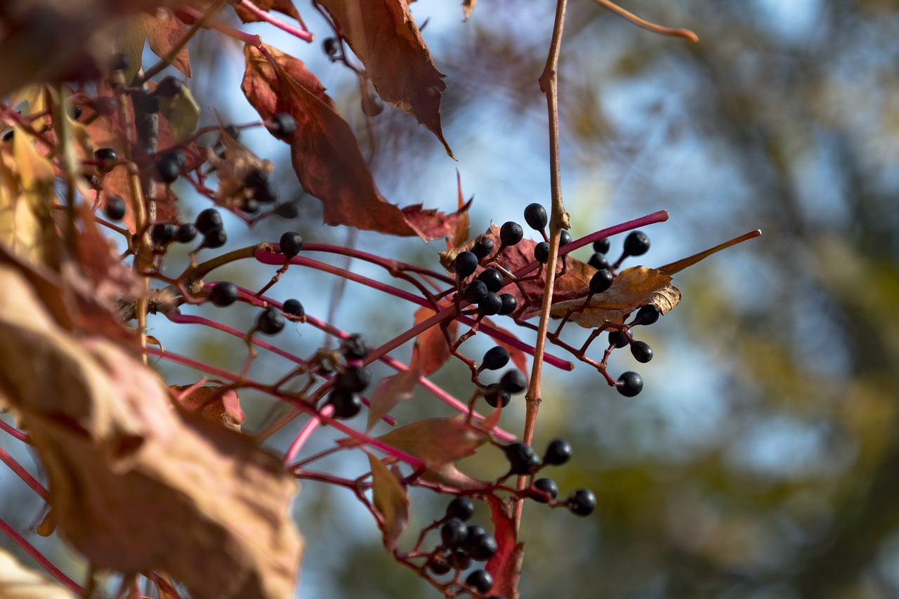 bunch of grapes autumn golden leaves free photo