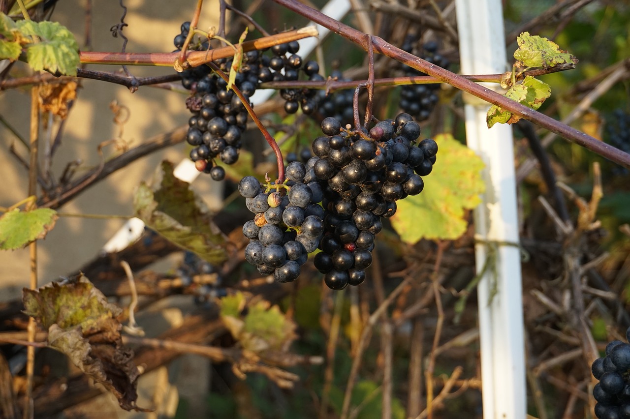 bunch of grapes foliage autumn free photo