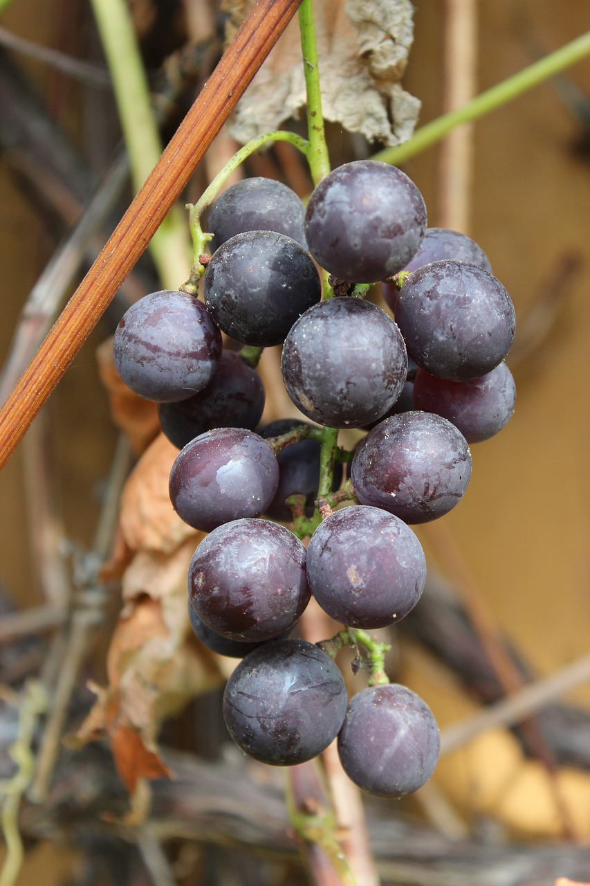 bunch of grapes fruit grapes free photo
