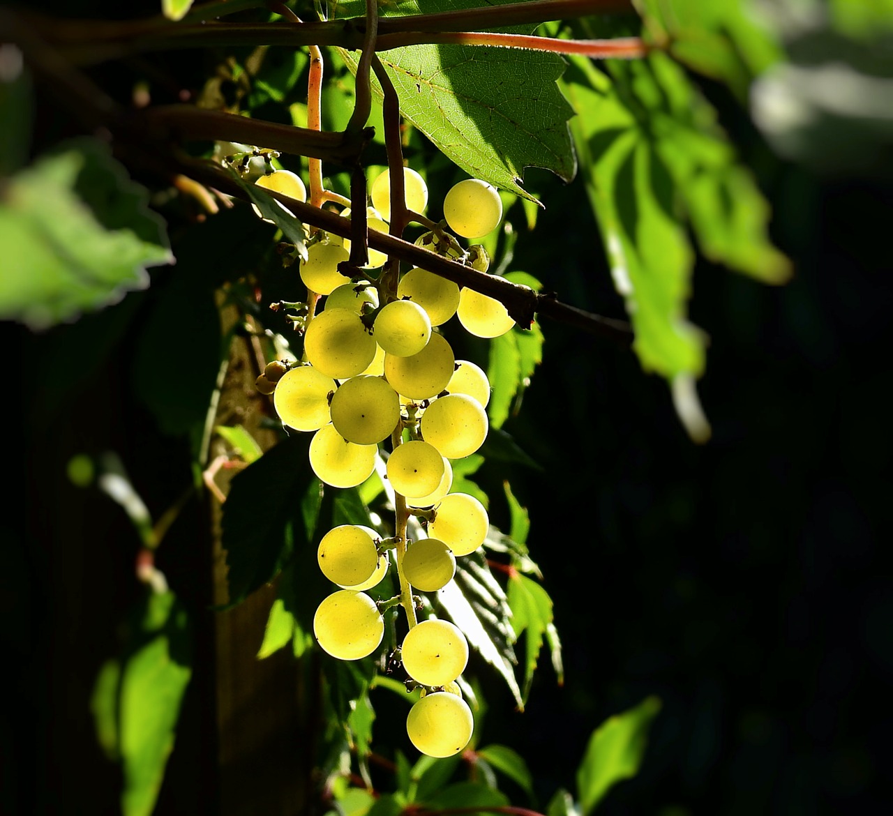 bunch of grapes  spray  the vineyards free photo