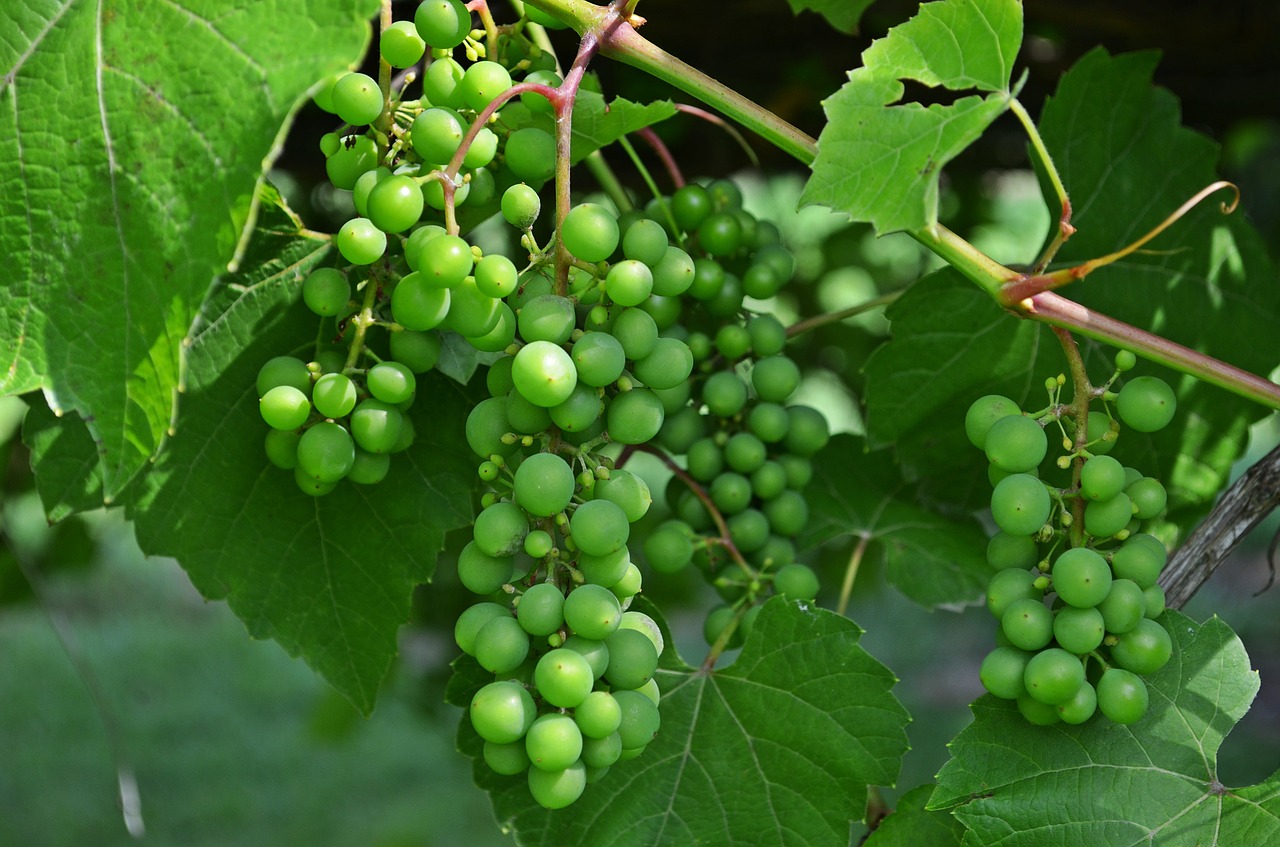 bunch of grapes fruit wine free photo