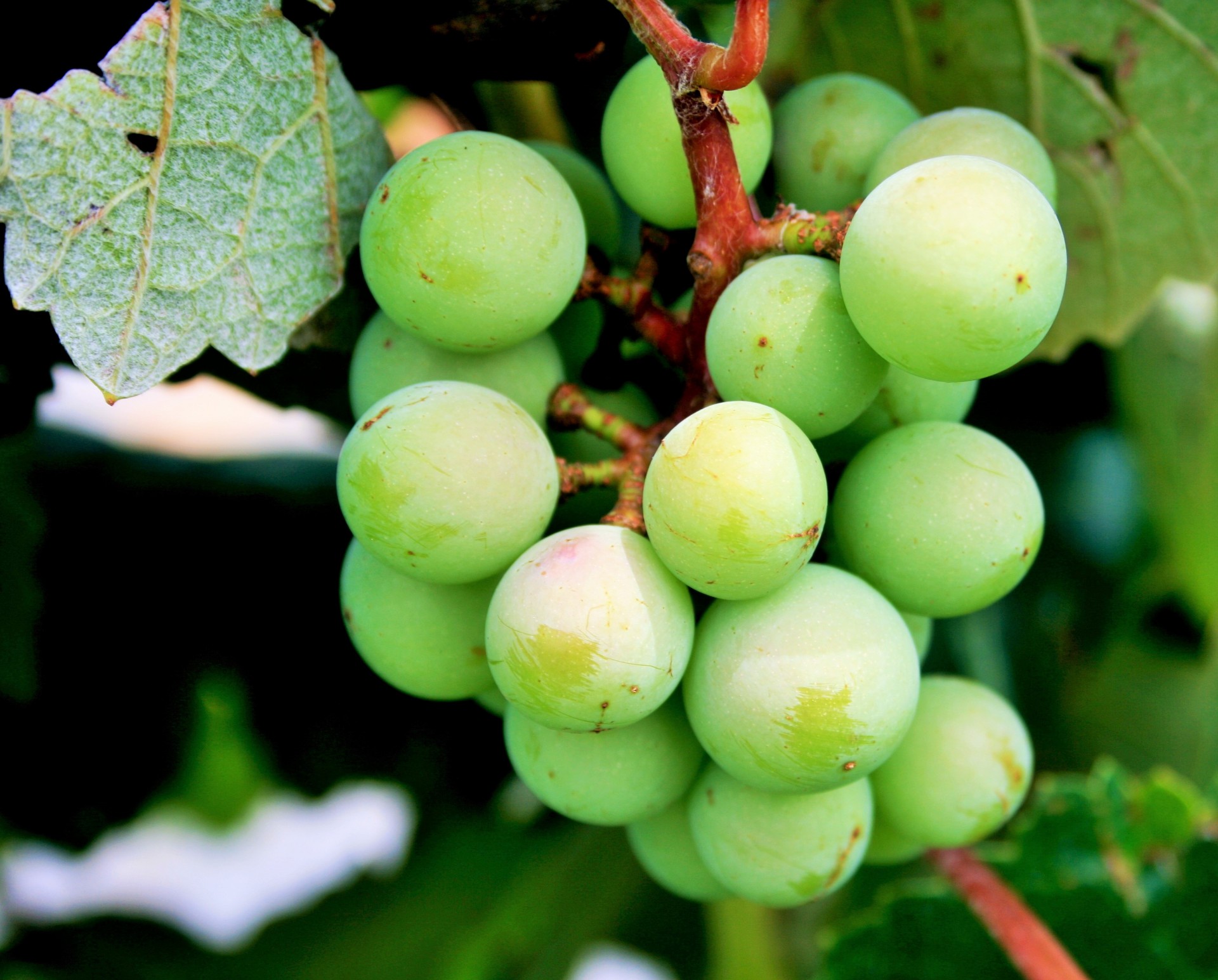 bunch grapes green free photo