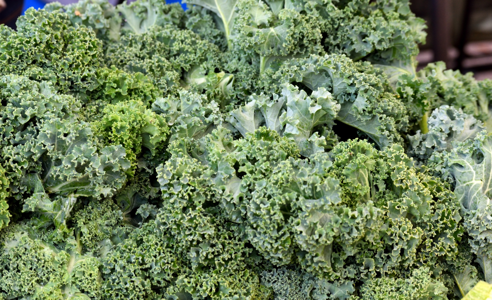 kale vegetable lettuce free photo