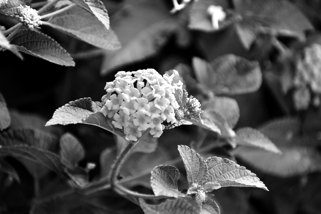 bunch of small flowers monochrome white flowers free photo