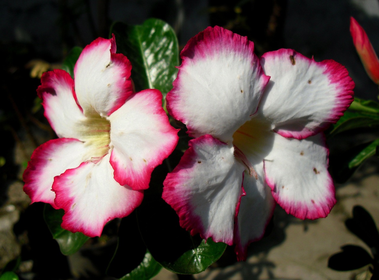 bunga kamboja jepang jawa free photo