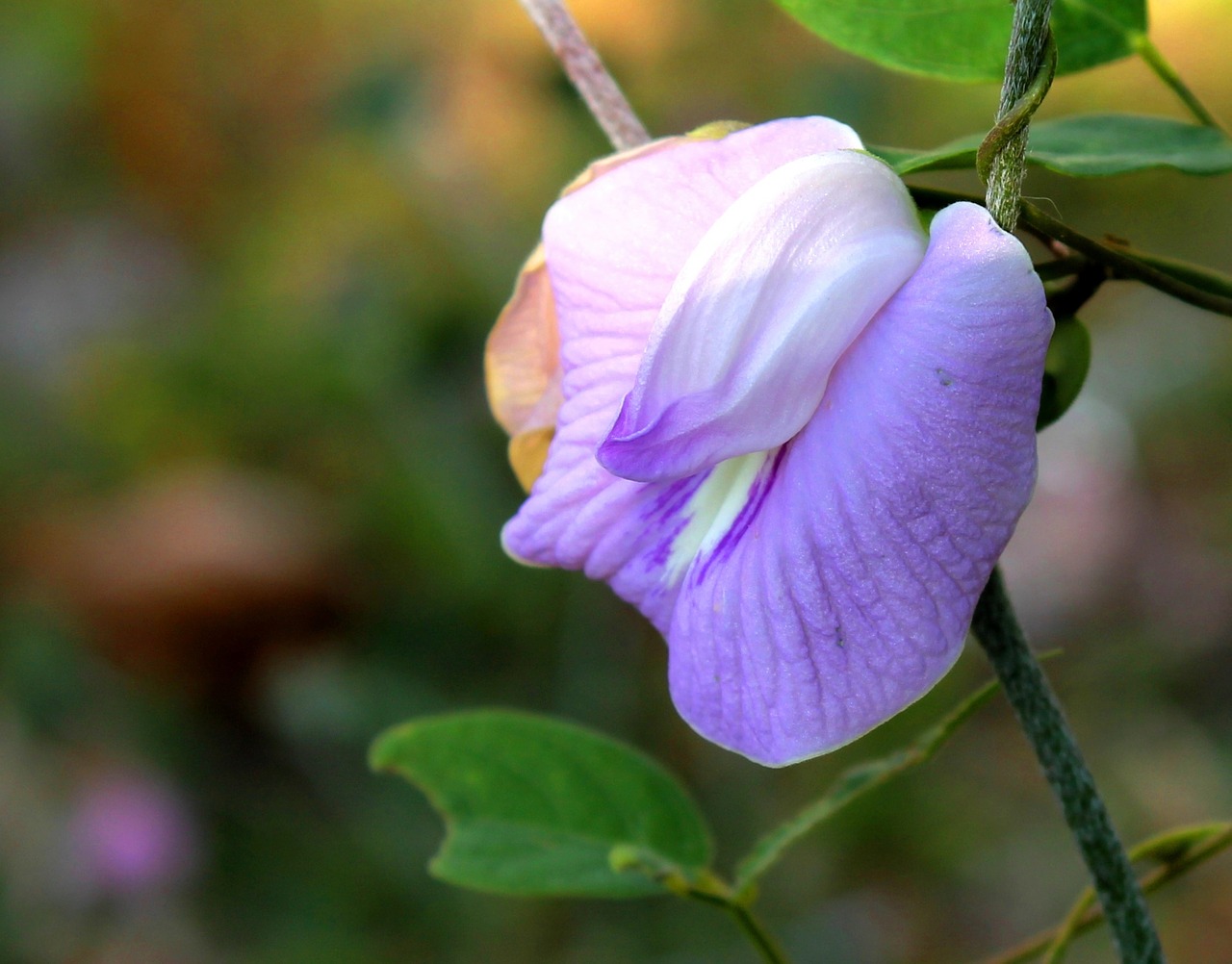 bunga kacang-kacangan jawa timur indonesia free photo