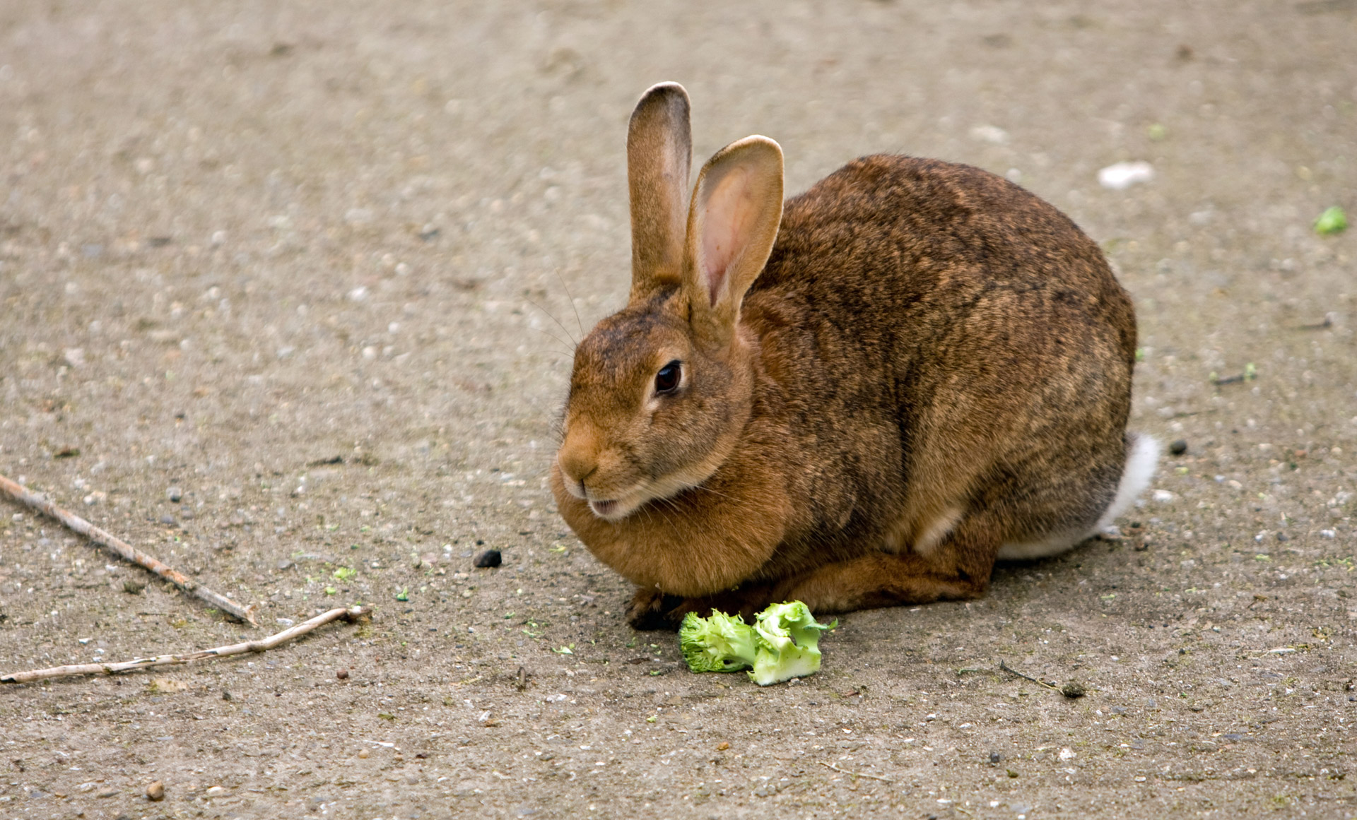 rabbit bunny pet free photo