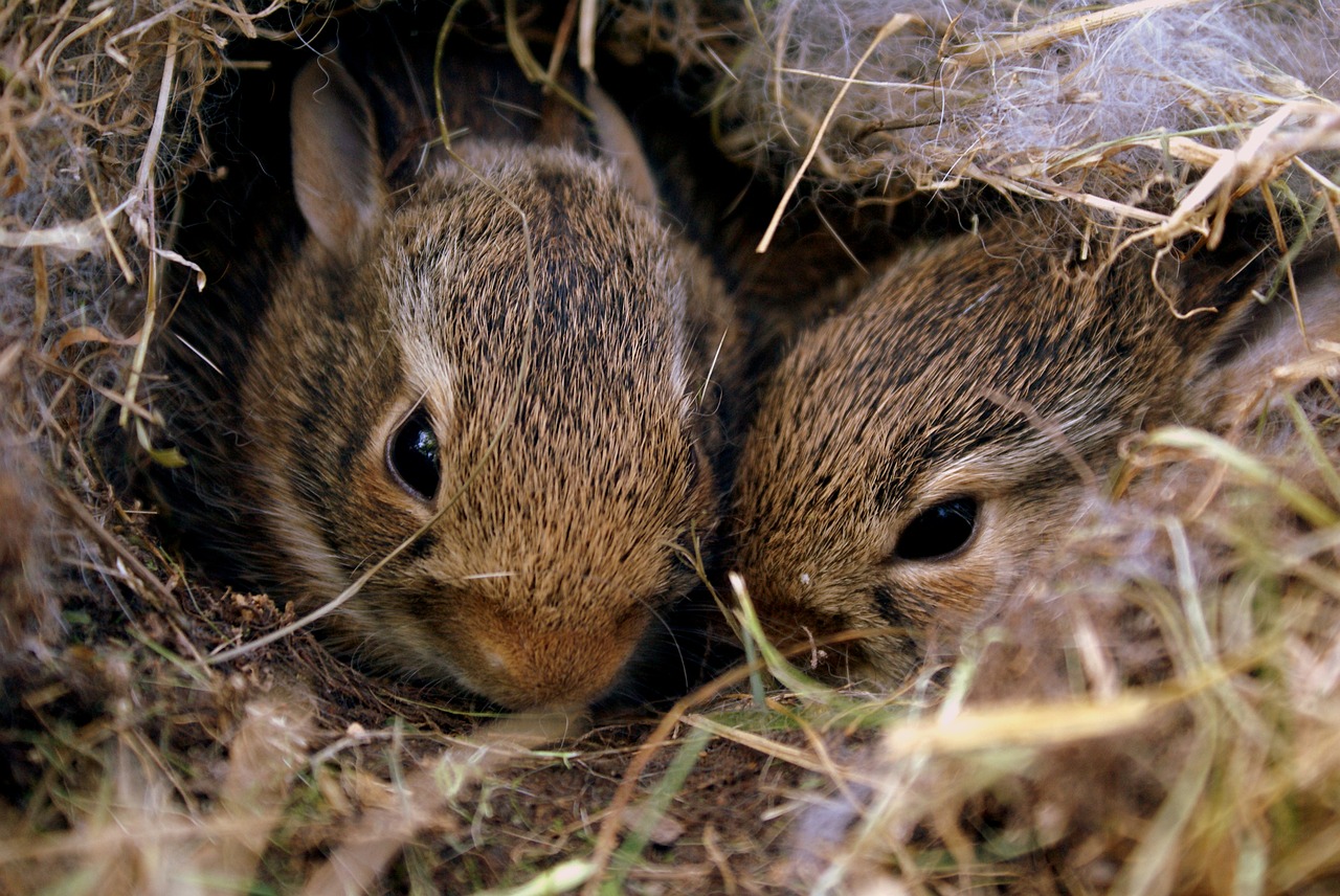 bunnies rabbits bunny free photo